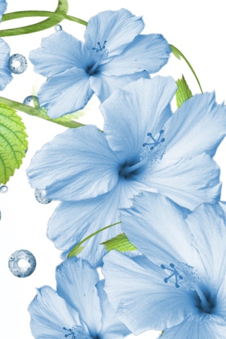 Hibiscus Petals screenshot #1 320x480