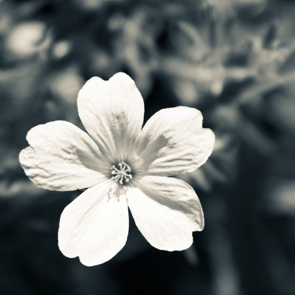 Single White Flower screenshot #1 1024x1024