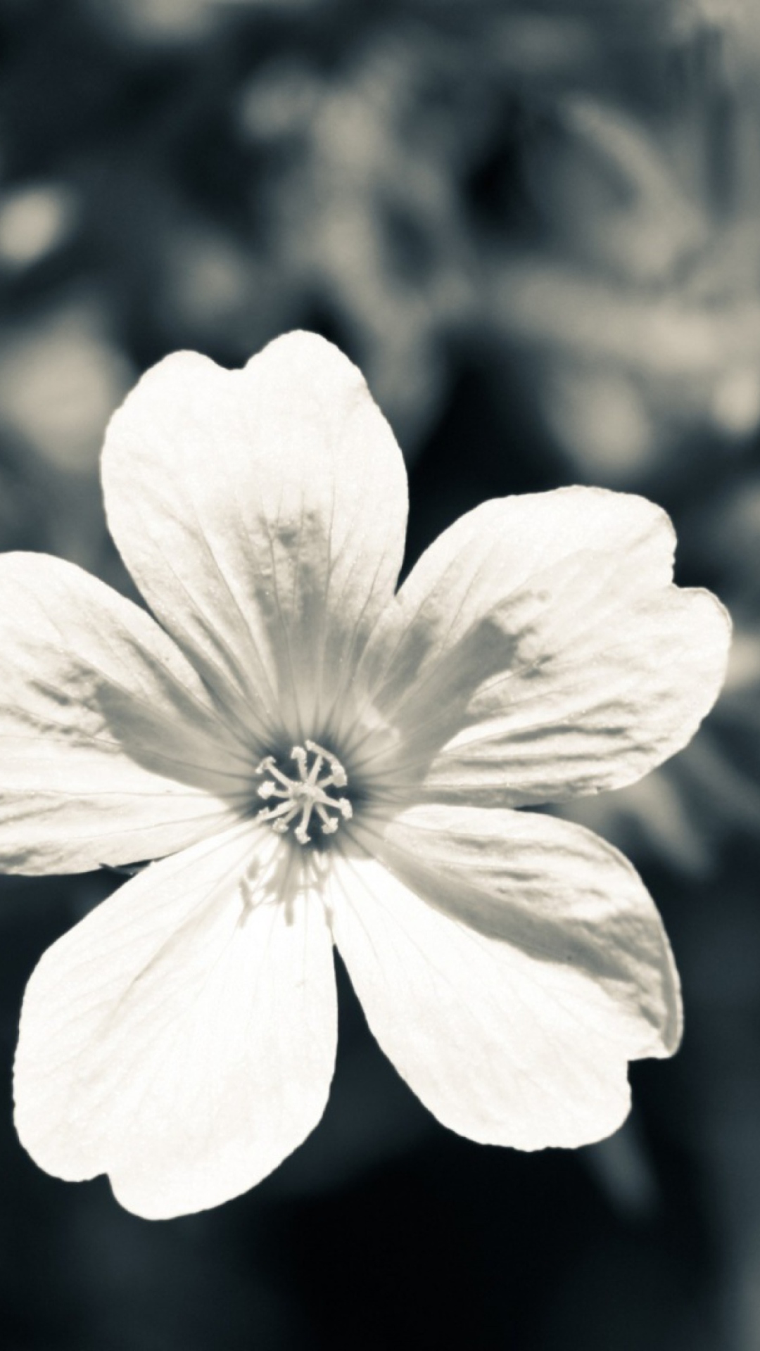 Sfondi Single White Flower 1080x1920
