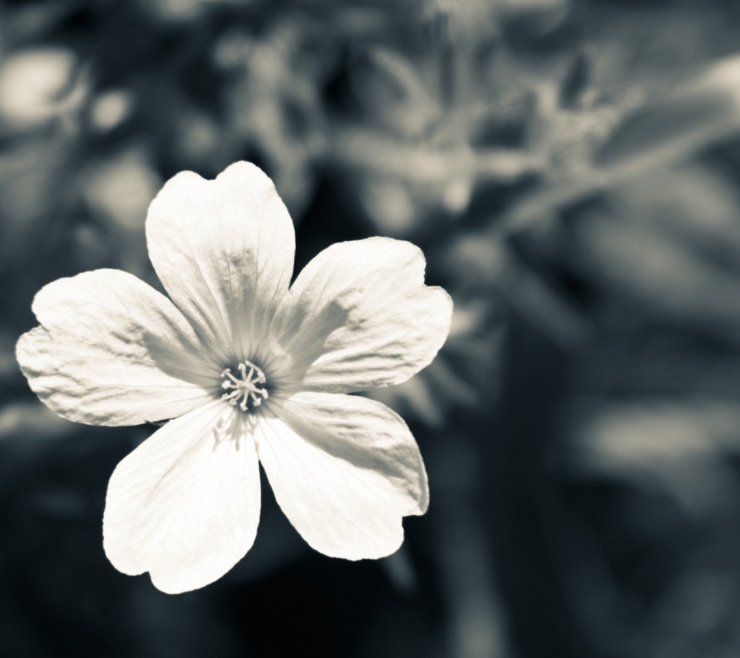 Fondo de pantalla Single White Flower 1080x960