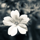 Sfondi Single White Flower 128x128