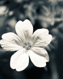 Fondo de pantalla Single White Flower 128x160