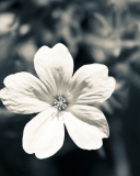 Single White Flower wallpaper 128x160