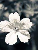 Single White Flower screenshot #1 132x176