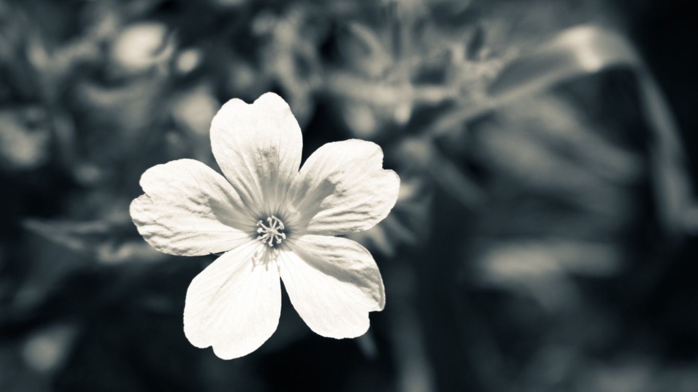 Sfondi Single White Flower 1366x768