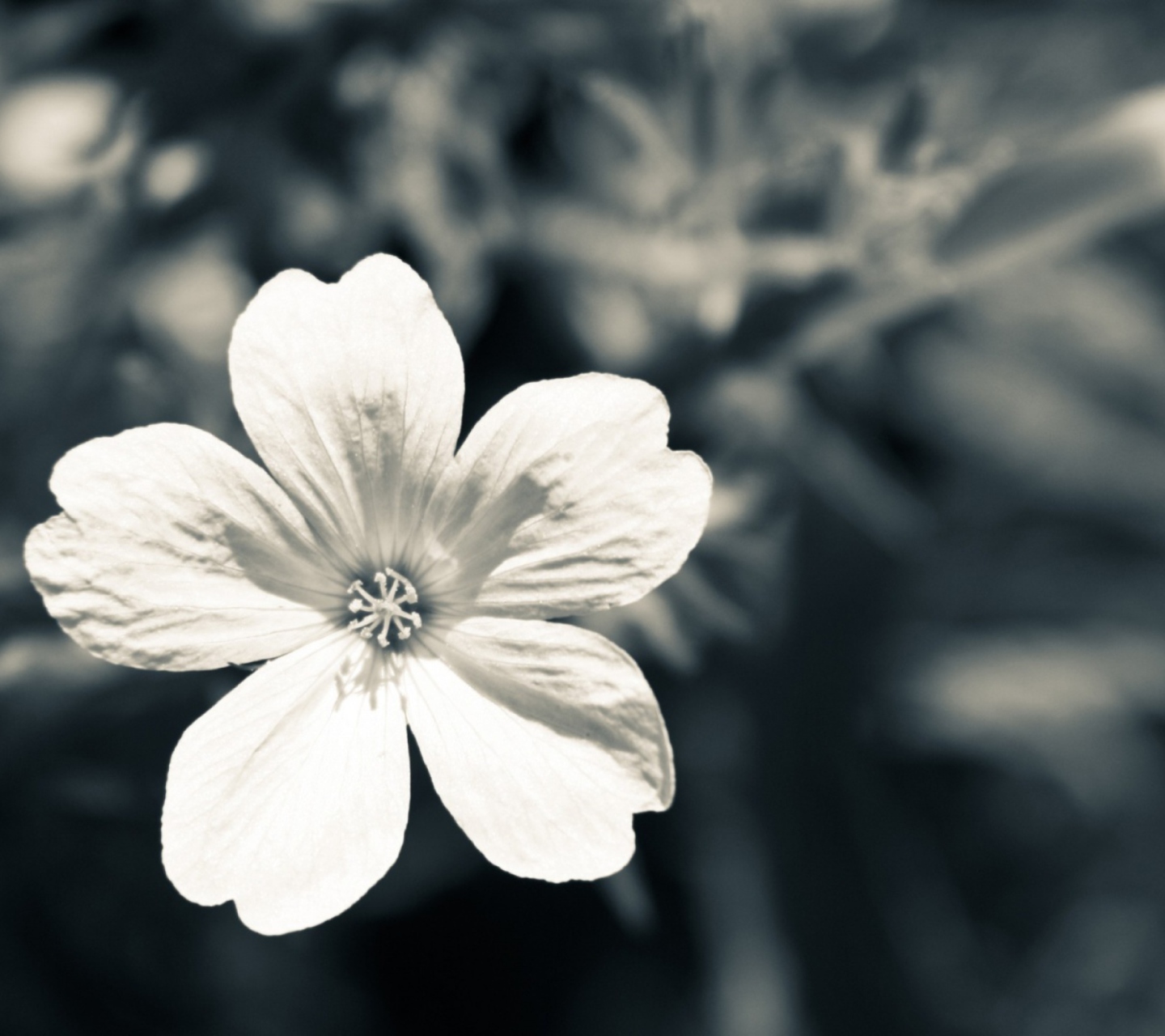 Single White Flower wallpaper 1440x1280