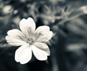 Sfondi Single White Flower 176x144