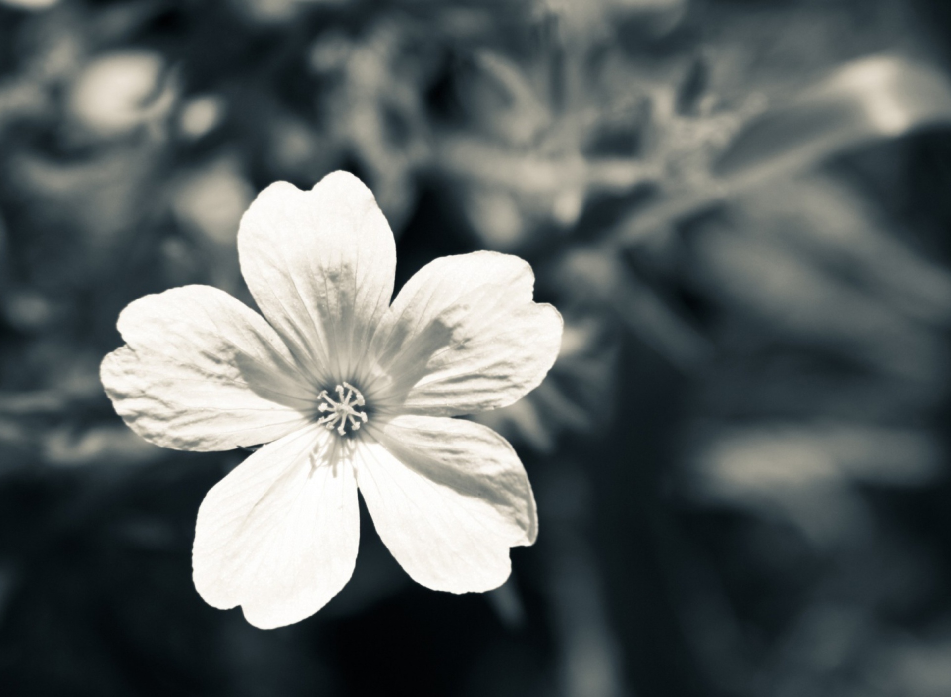 Обои Single White Flower 1920x1408