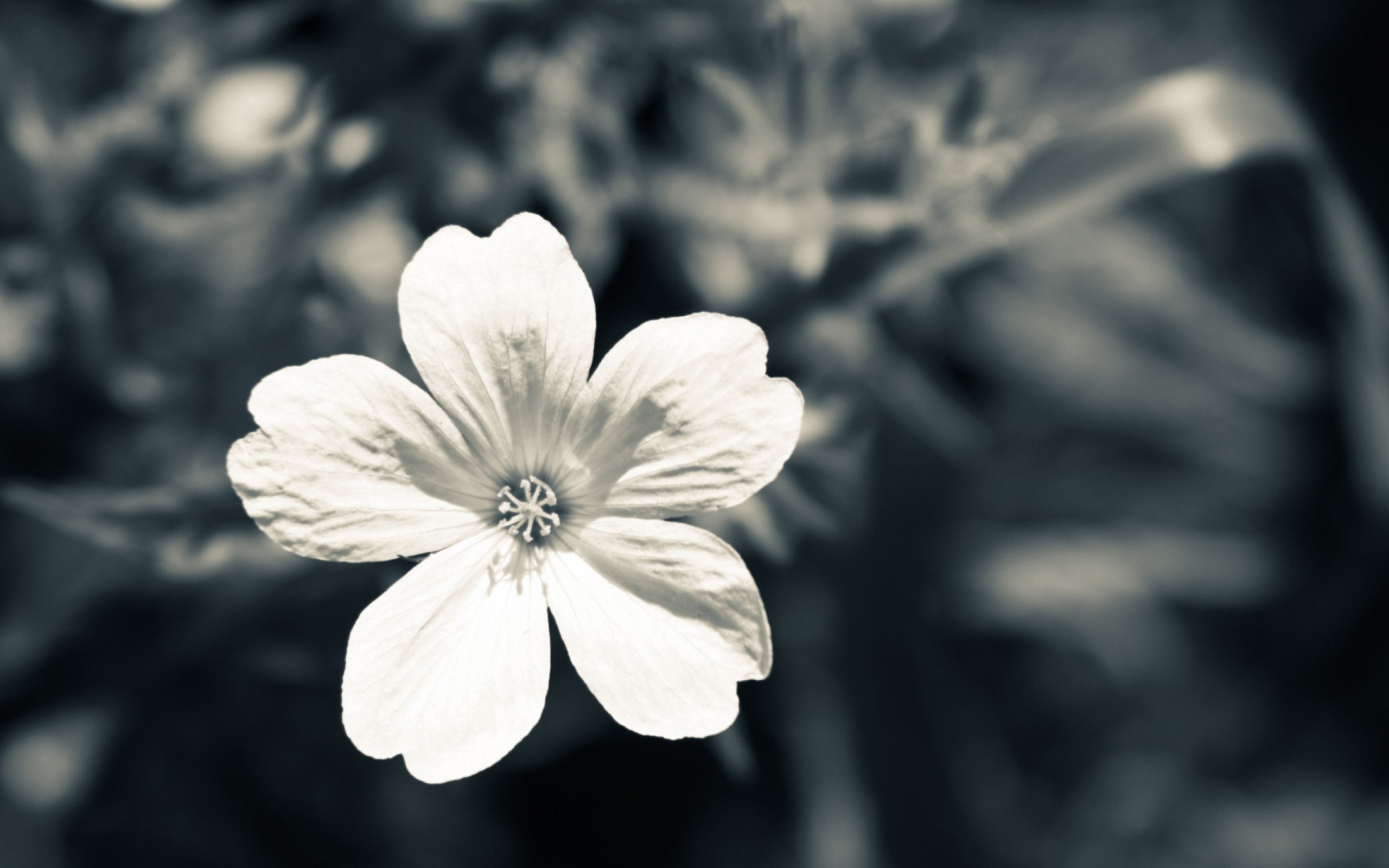 Sfondi Single White Flower 2560x1600