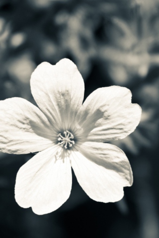 Fondo de pantalla Single White Flower 320x480