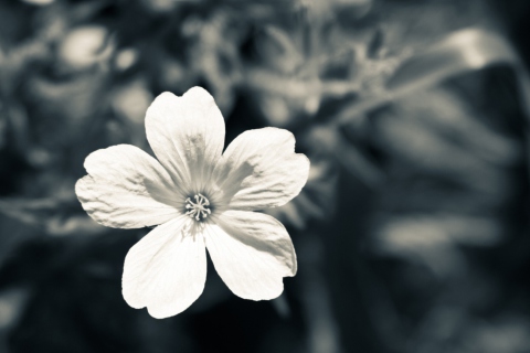 Das Single White Flower Wallpaper 480x320