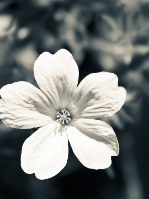 Sfondi Single White Flower 480x640