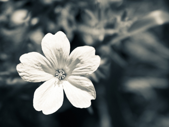 Sfondi Single White Flower 640x480