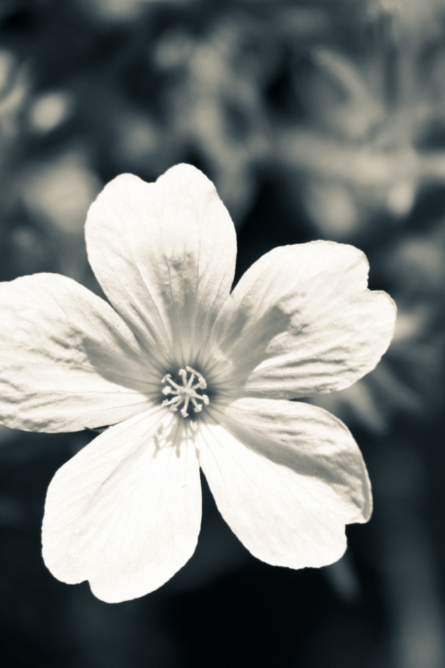 Single White Flower wallpaper 640x960