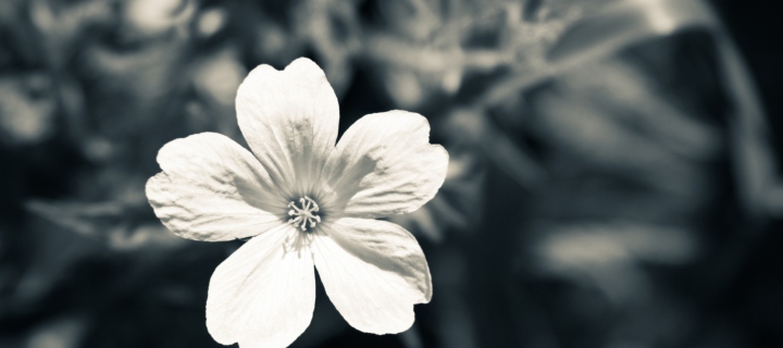 Screenshot №1 pro téma Single White Flower 720x320