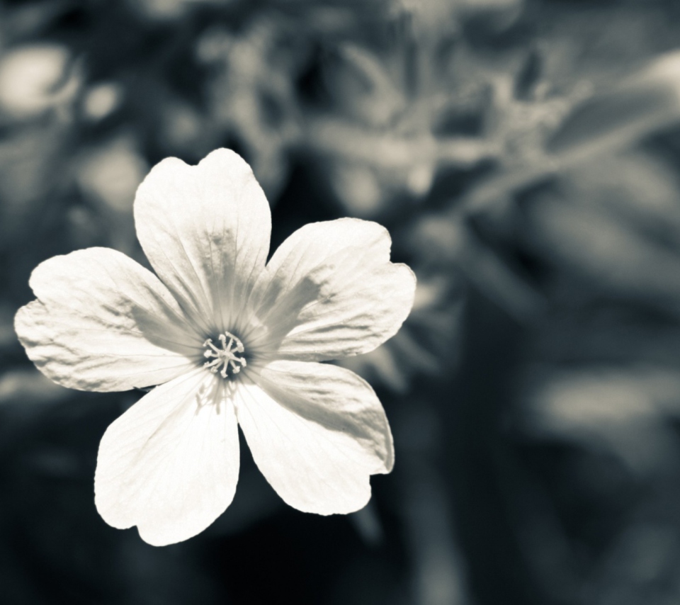 Sfondi Single White Flower 960x854