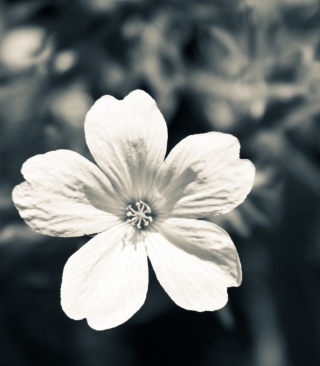 Single White Flower - Obrázkek zdarma pro Motorola ROKR ZN50