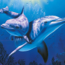 Blue Dolphins wallpaper 128x128