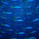Das Underwater Fish Wallpaper 128x128