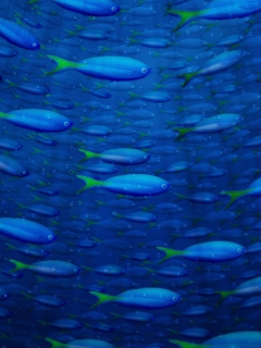 Das Underwater Fish Wallpaper 240x320