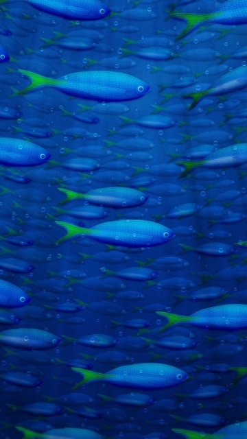 Fondo de pantalla Underwater Fish 360x640