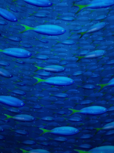 Das Underwater Fish Wallpaper 480x640