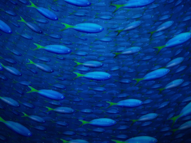 Das Underwater Fish Wallpaper 640x480