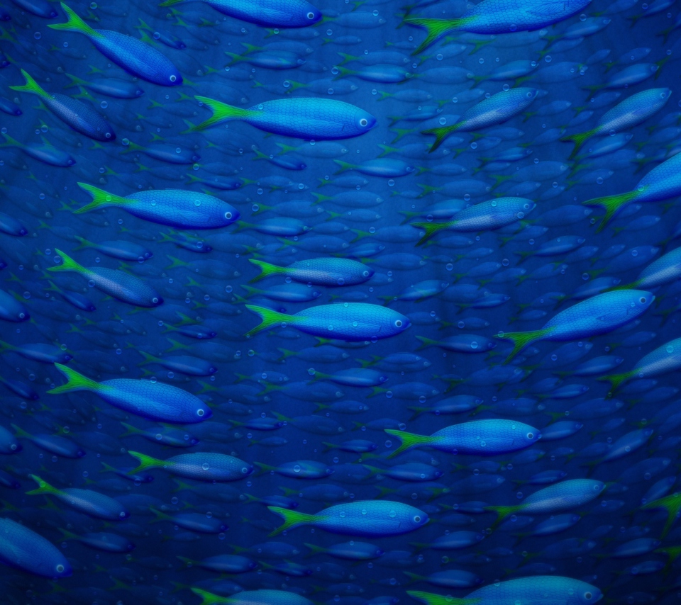 Das Underwater Fish Wallpaper 960x854