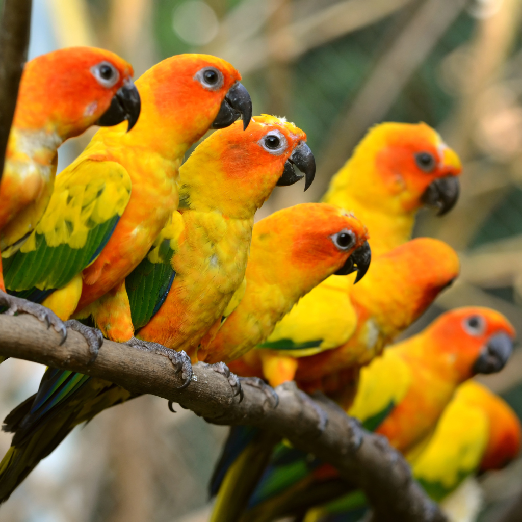Fondo de pantalla Orange Parrots 1024x1024