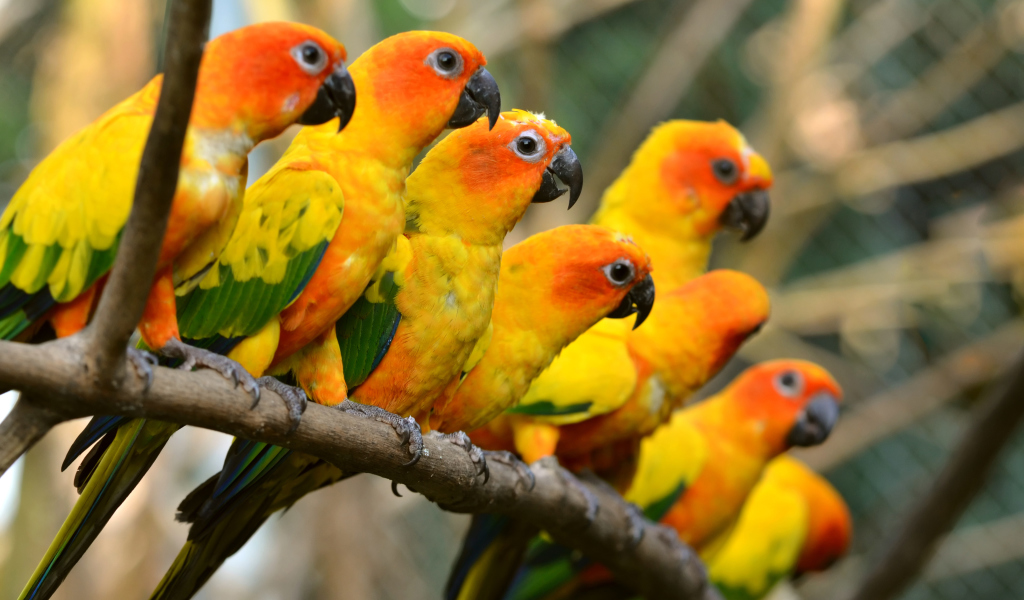 Das Orange Parrots Wallpaper 1024x600