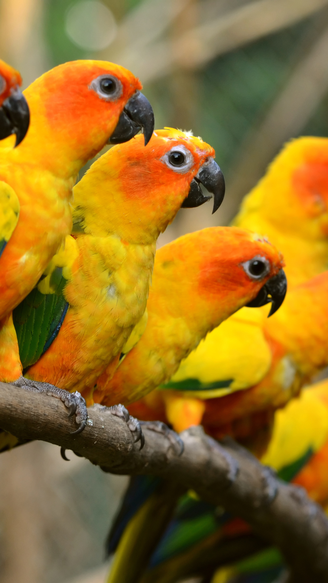 Обои Orange Parrots 1080x1920
