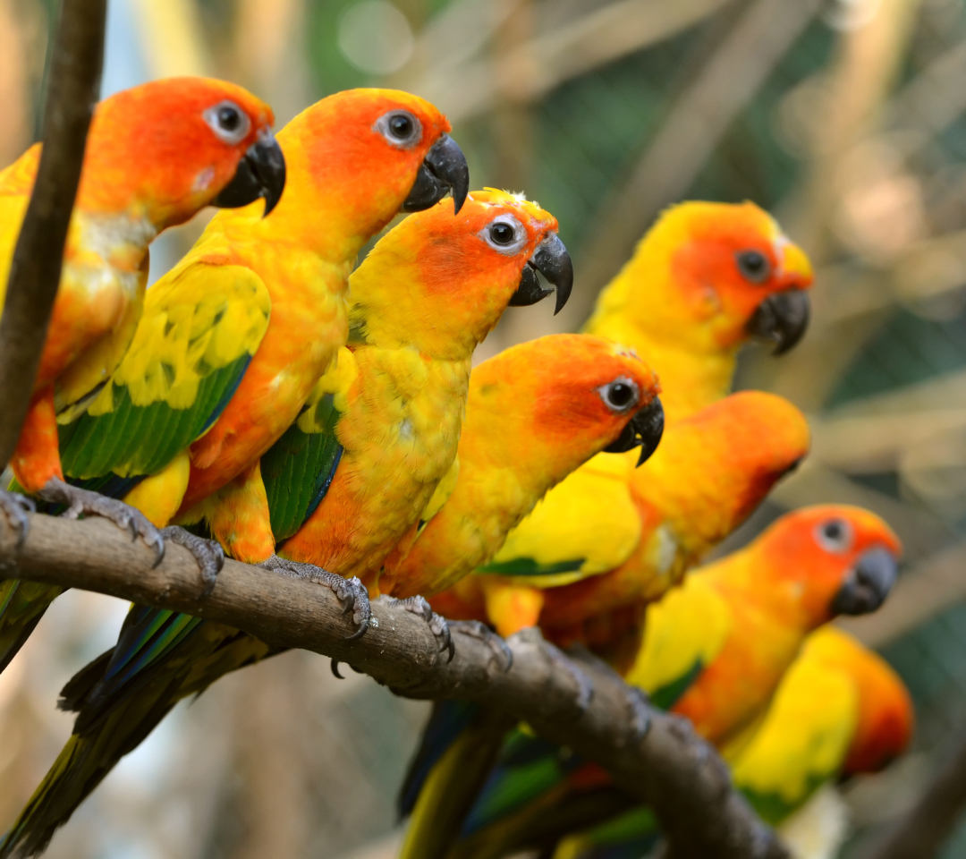 Обои Orange Parrots 1080x960