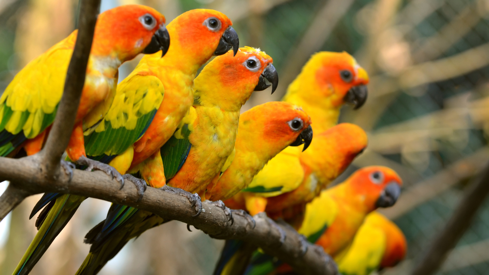 Orange Parrots wallpaper 1600x900