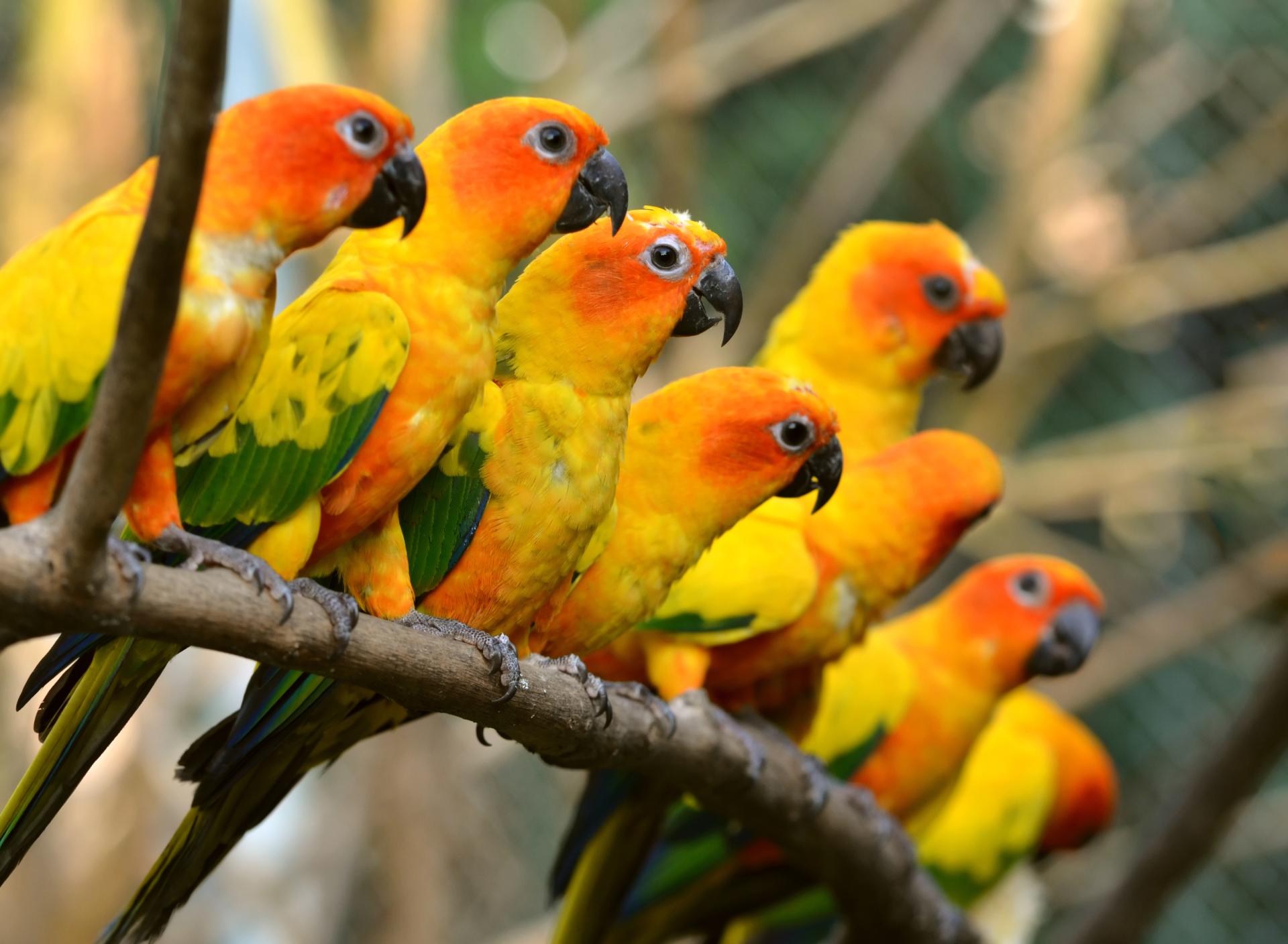 Обои Orange Parrots 1920x1408