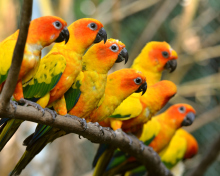 Обои Orange Parrots 220x176