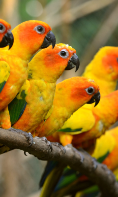 Обои Orange Parrots 240x400