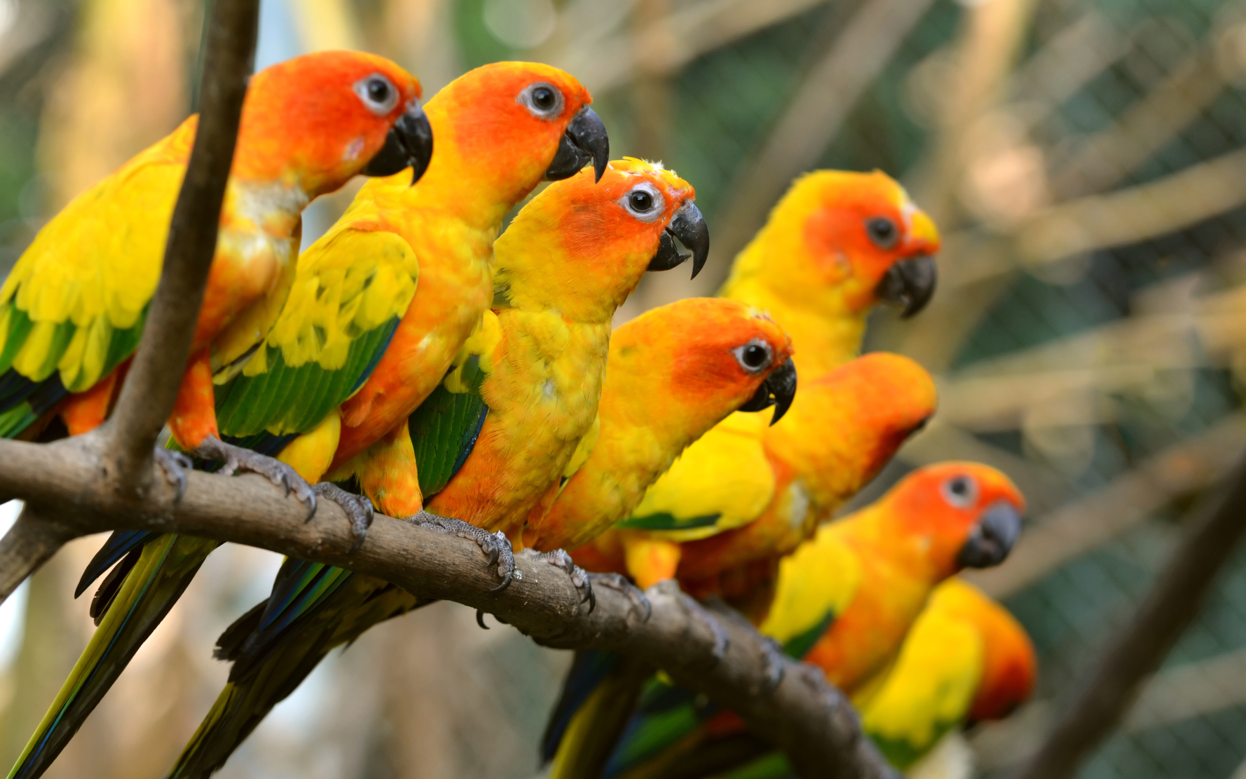 Das Orange Parrots Wallpaper 2560x1600