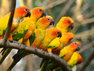 Sfondi Orange Parrots 320x240