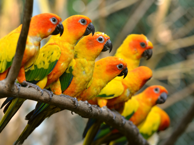 Обои Orange Parrots 640x480
