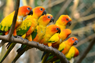 Free Orange Parrots Picture for Android, iPhone and iPad