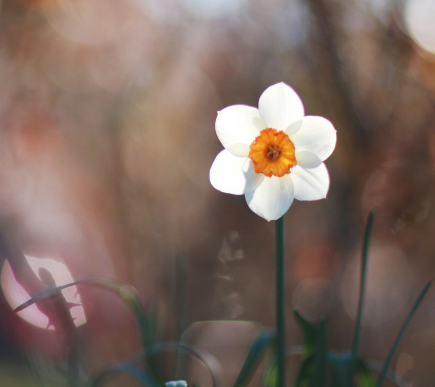 Fondo de pantalla White Flower 1440x1280