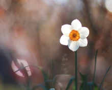 Sfondi White Flower 220x176