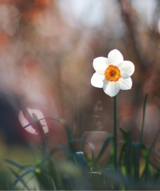 White Flower Wallpaper for 240x320