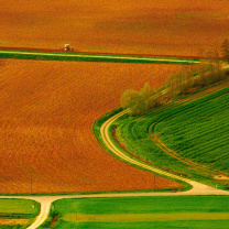 Harvest Field wallpaper 208x208