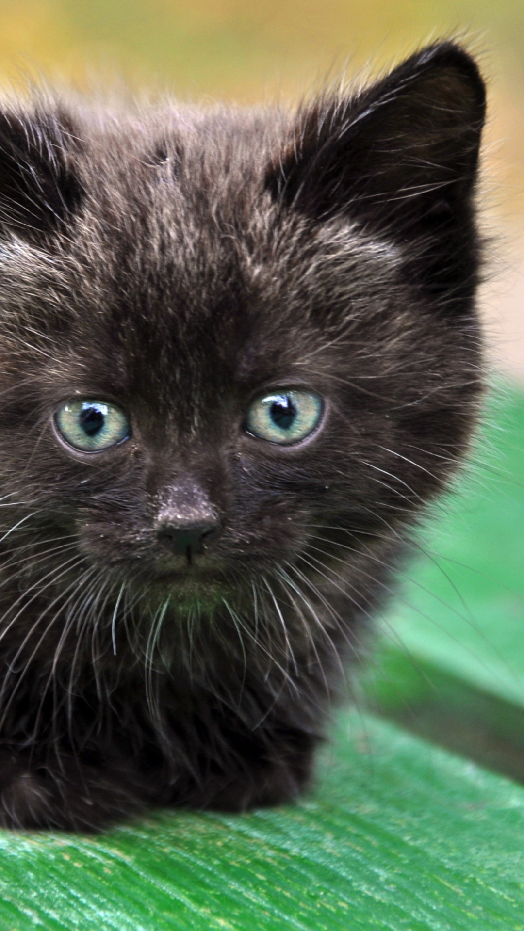 Fondo de pantalla Cute Little Black Kitten 1080x1920