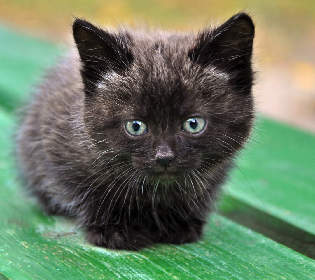 Sfondi Cute Little Black Kitten 1080x960