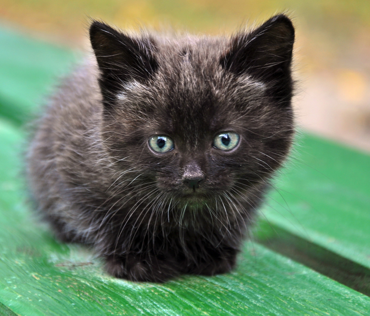 Fondo de pantalla Cute Little Black Kitten 1200x1024