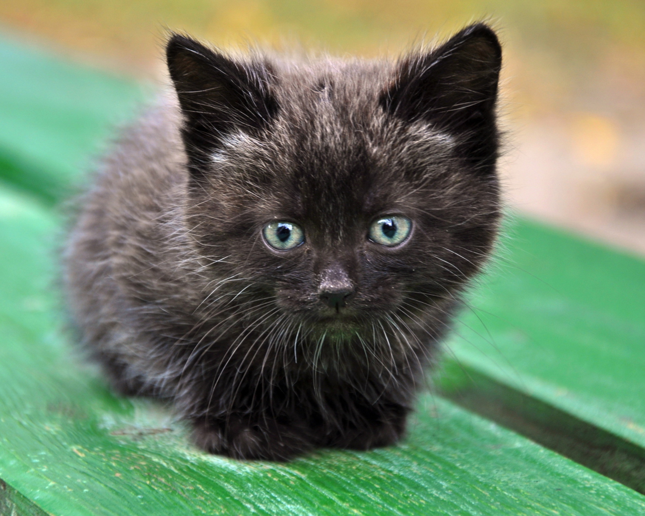 Cute Little Black Kitten wallpaper 1280x1024