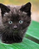 Das Cute Little Black Kitten Wallpaper 128x160