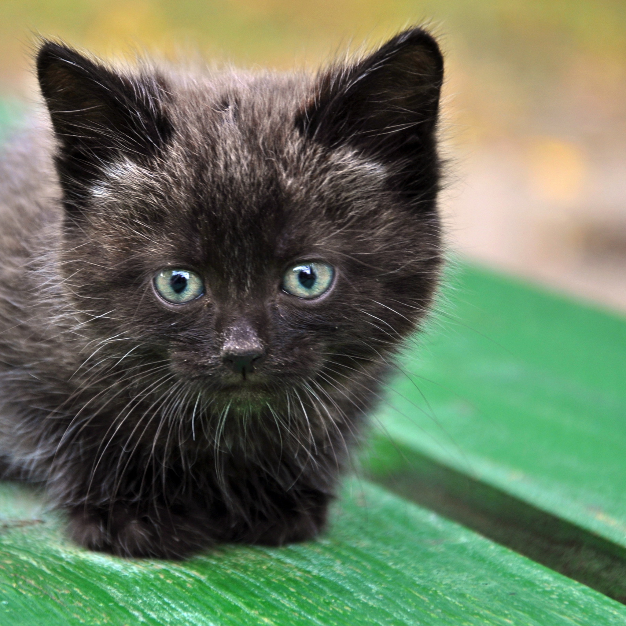 Обои Cute Little Black Kitten 2048x2048